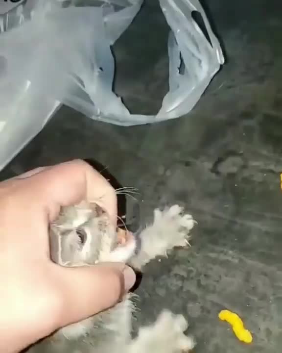 Daring kitten attack on Cheetos