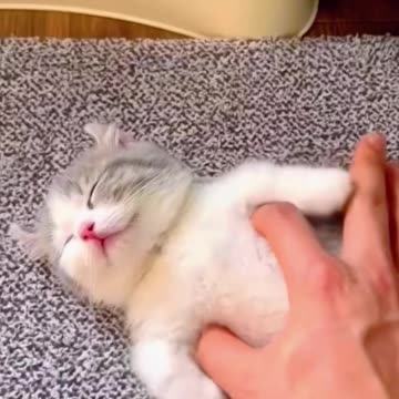 Funny_Cute_Cats😀#shorts__#cat(