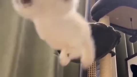 cute cat videos