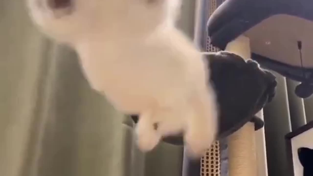 cute cat videos