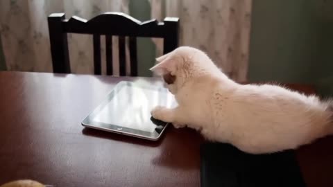 Funniest Dogs and Cats Videos You'll Ever See 😅 NEW Funny Animals videos 🐾