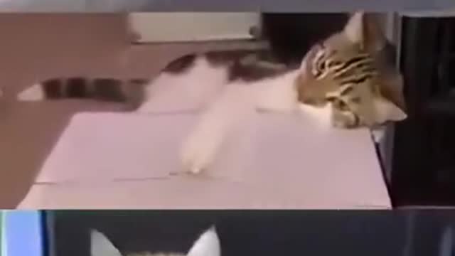 Hit of the day