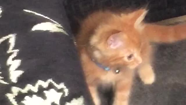 Funny cat playing in my room