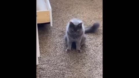 Try Not To Laugh To These Funny Cats Compilation