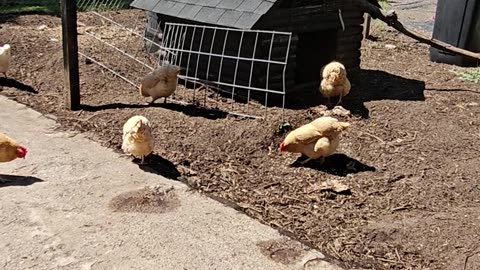 OMC! The flock of Joy - Happy bunch of hens! 🐔🐔🐔😁#flock #joy #hens #chickens #shorts #omc! #chickens