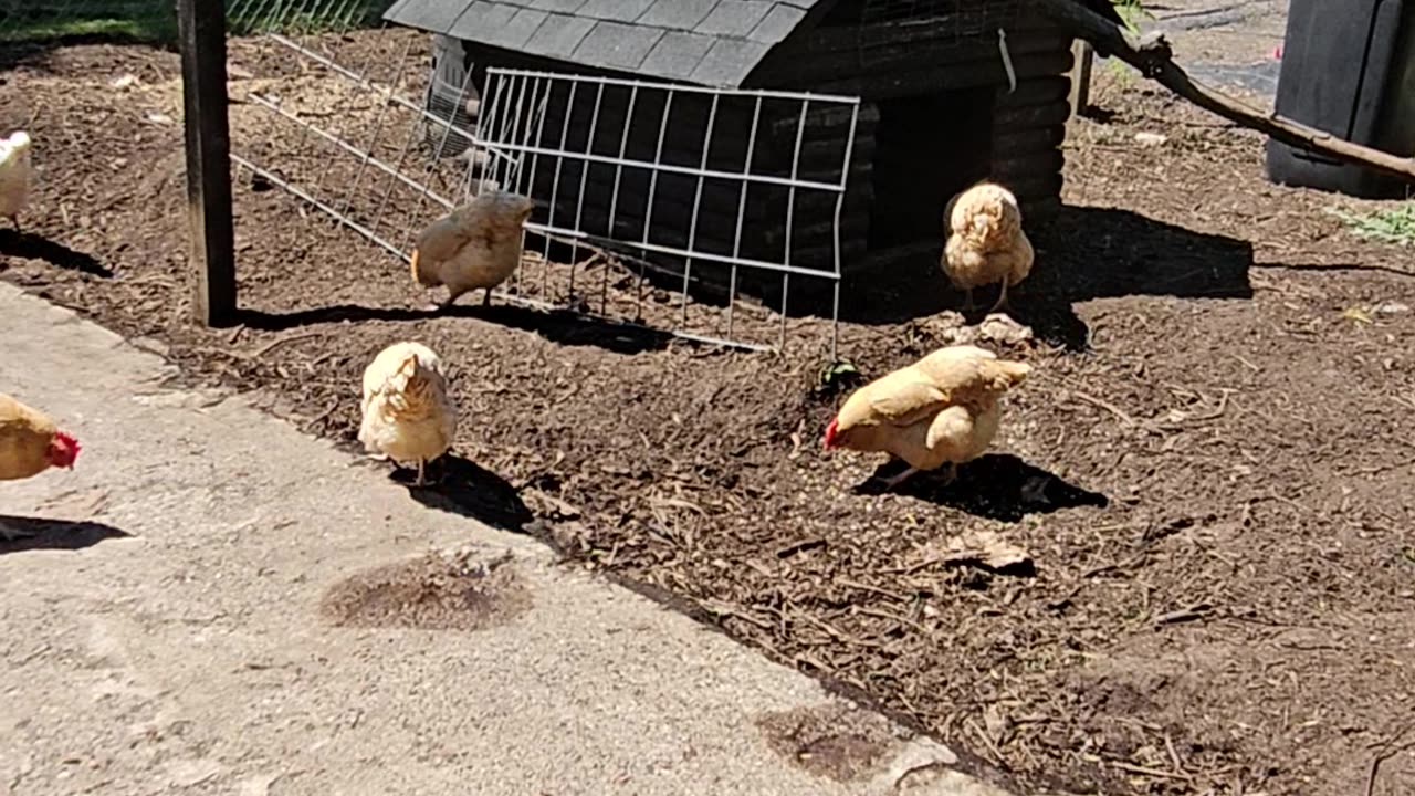 OMC! The flock of Joy - Happy bunch of hens! 🐔🐔🐔😁#flock #joy #hens #chickens #shorts #omc! #chickens