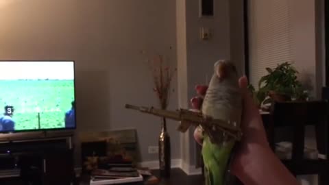 CuteParrotsVideosCompilationcutemomentoftheanimalsSooCute1p2