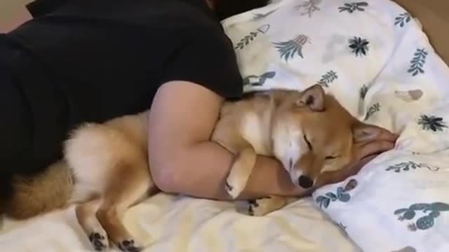 It's nice to sleep with your master