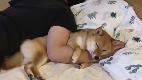 It's nice to sleep with your master