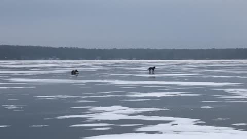 Wolf Hunts a Whitetail in Wisconsin