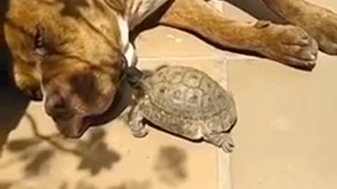 Tortoise mission failed ! Lol!