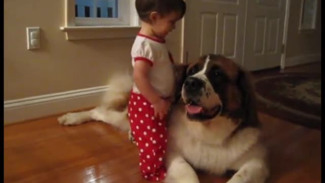 Baby hugs St Bernard