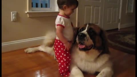 Baby hugs St Bernard