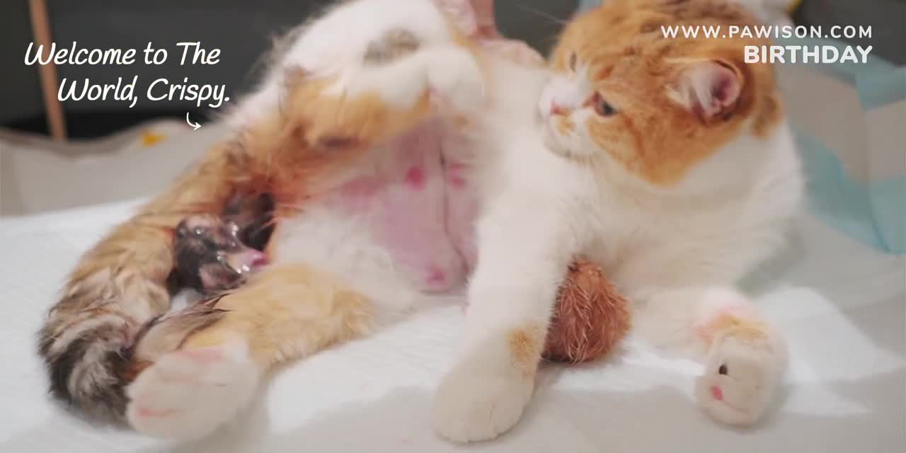 The MOST adorable Kittens you have ever seen.