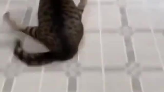 Funny running style of cat