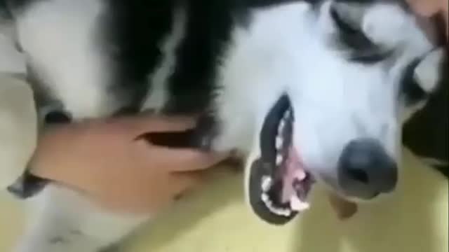 Injection time for Animal