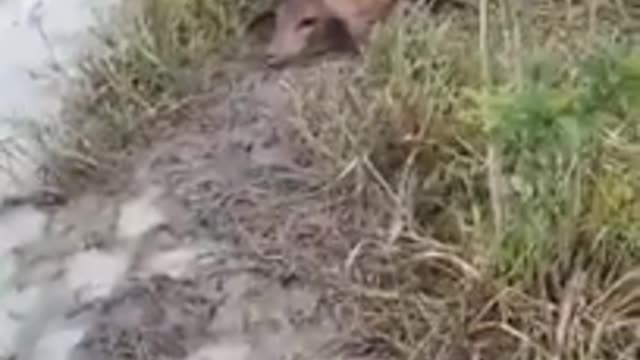 The hug of the anaconda - Anaconda of more than 10 meters catches a calf on the farm