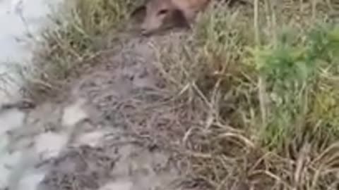 The hug of the anaconda - Anaconda of more than 10 meters catches a calf on the farm