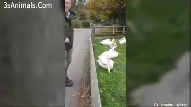 Watch These Birds GO Crazy ,On Humans Really Funny