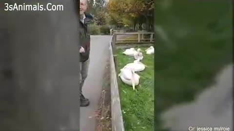 Watch These Birds GO Crazy ,On Humans Really Funny