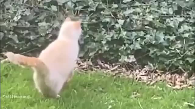 funny animals
