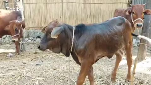 Have you ever heard the sound of a cow? Click on the video and hear the sound in a new way.