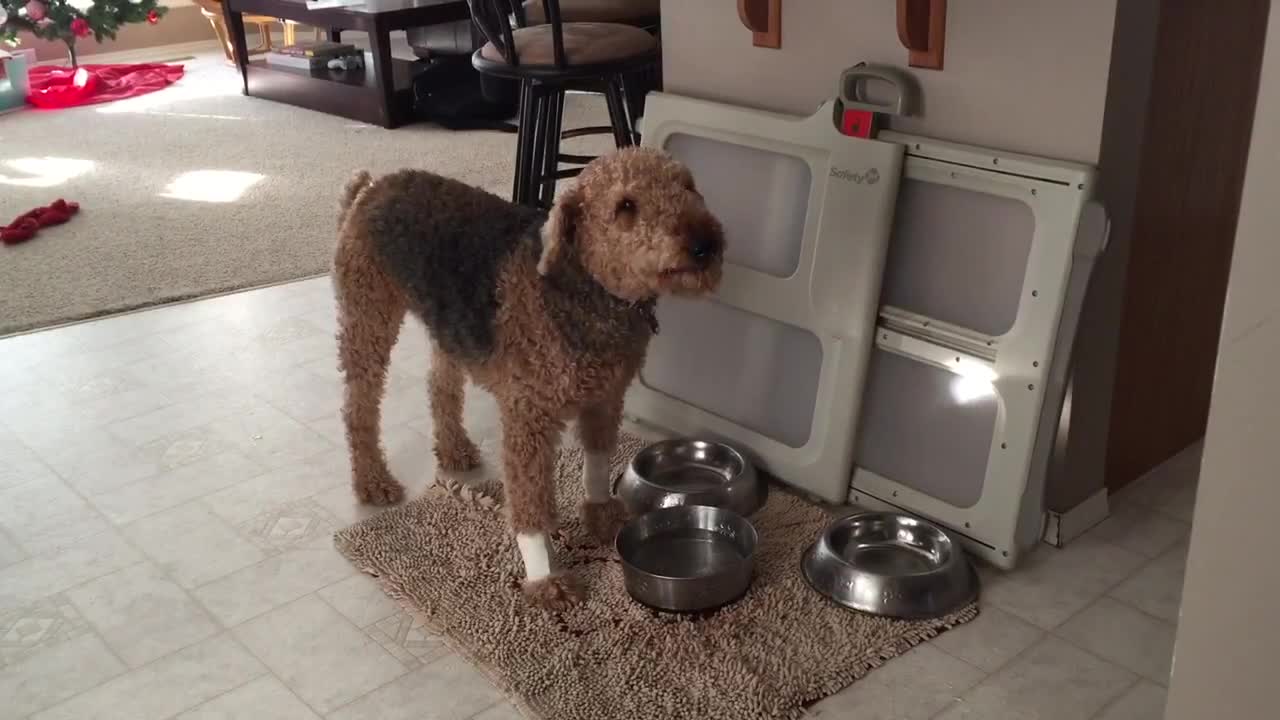 Dog "eats" a bowl of water?!