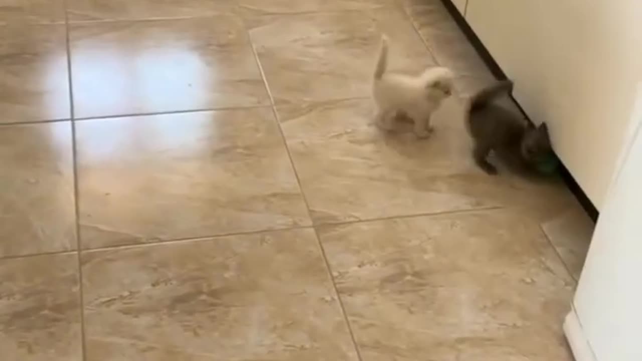 Funny cat, playing football