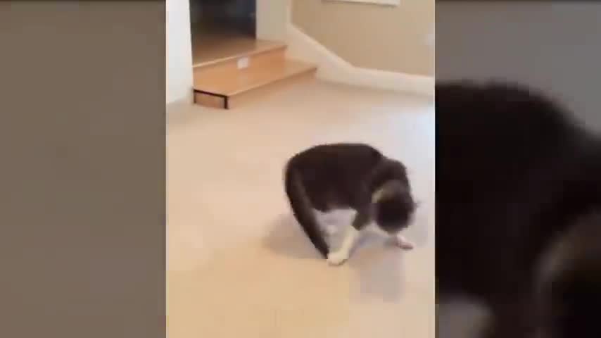 the new cat video is so funny suddenly cat enjoy😅😅😅😅😅😆😆😋😋😎😎