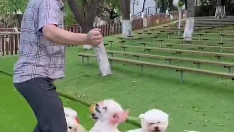 how terti dogs are best trainner