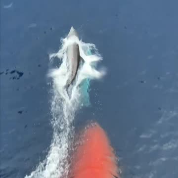 Dolphins Swim Infront Of Ships Bow 🐬💦