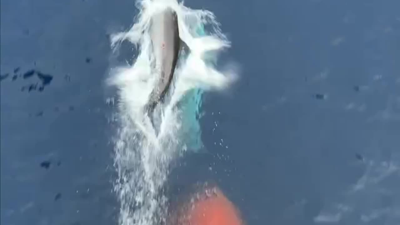 Dolphins Swim Infront Of Ships Bow 🐬💦