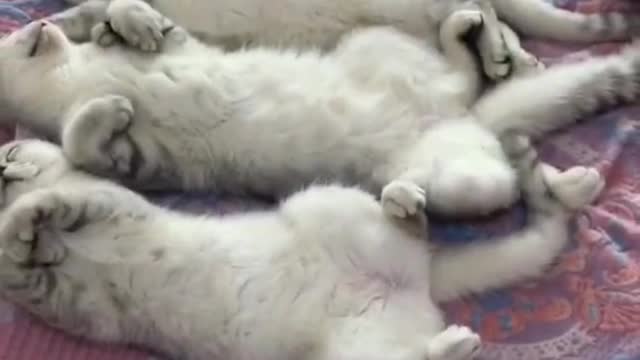 A litter of cats are taking a nap.
