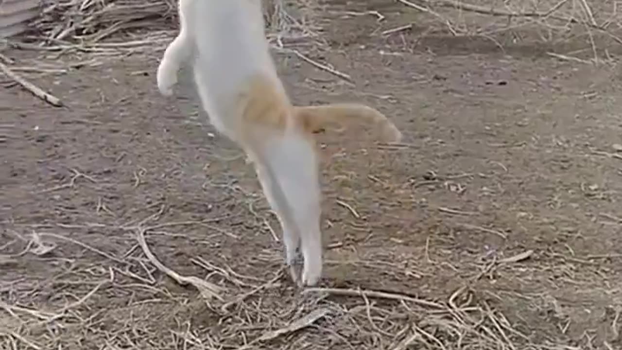 cat's Actions