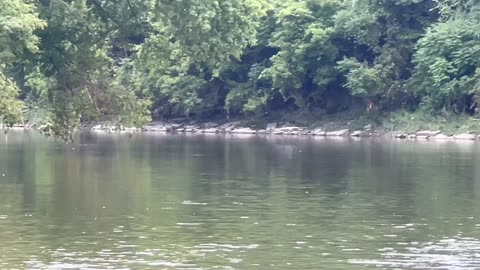 Great Blue Heron putting distance between us