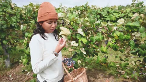 Grapes 🍇 farming hd video