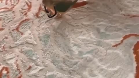 funny videos mad parrot fighting with cat