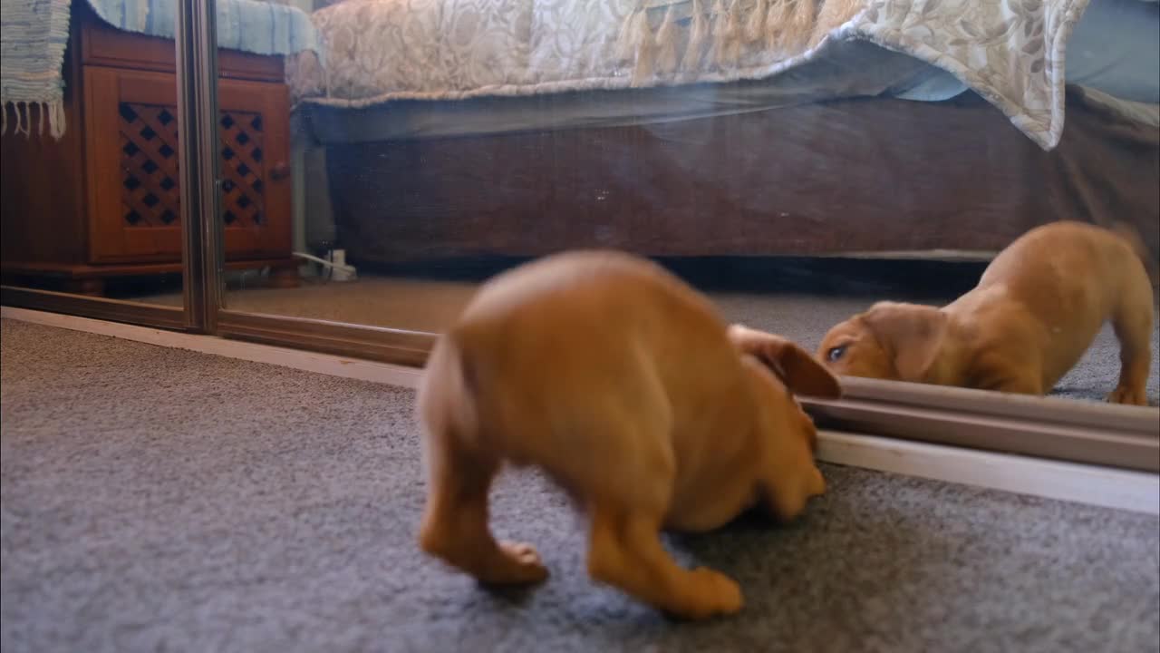 Funny clip - a dog playing in front of a mirror/87