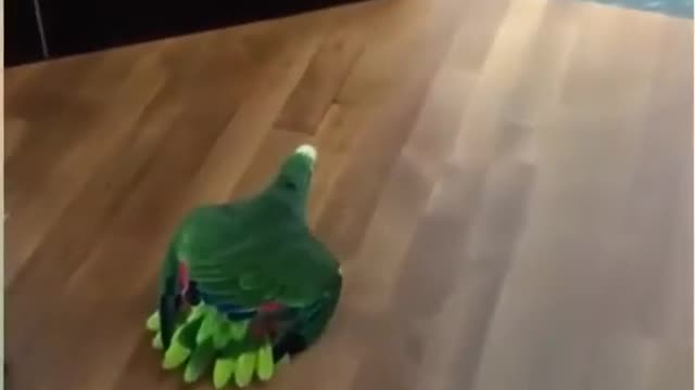 Parrots Minding Her Own Business