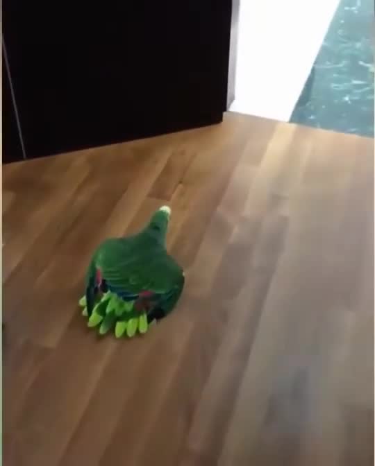 Parrots Minding Her Own Business