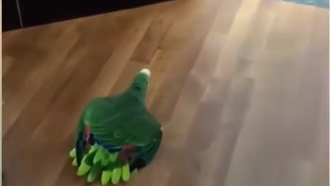 Parrots Minding Her Own Business