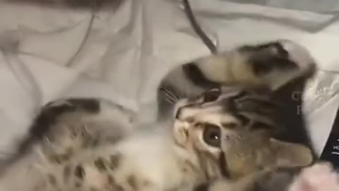 Funny Cat videos