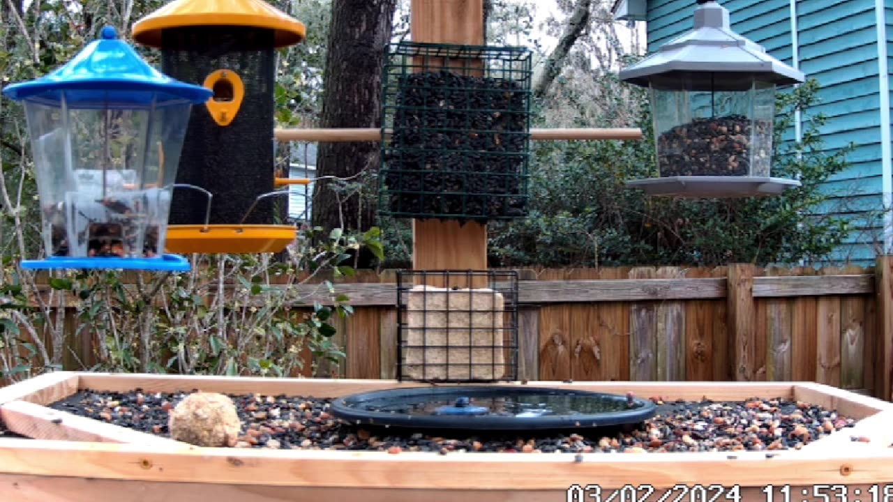 Relaxing Live Bird CAm