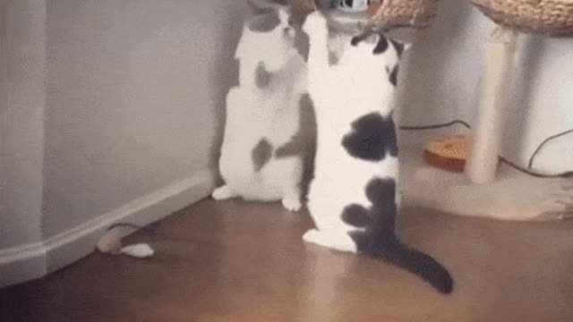 Cute cats playing fighting 2021