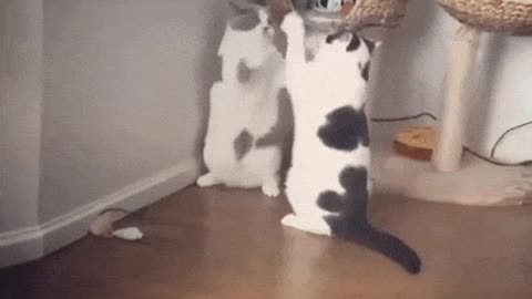 Cute cats playing fighting 2021