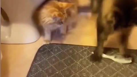 Funny cats