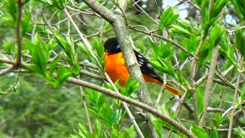 Oriole