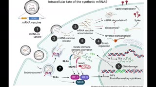 Intracellular Fate of the Synthetic mRNAs