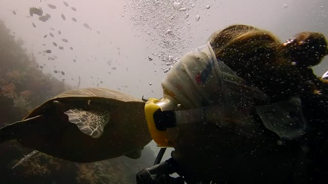 Turtle Gets Tired of Hitchhiker