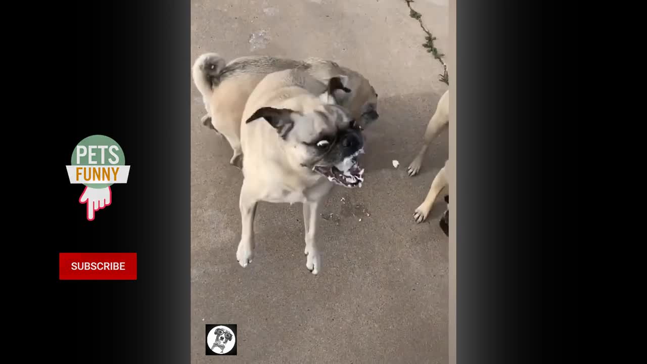 Pug Funny Moments Cute Dog Video